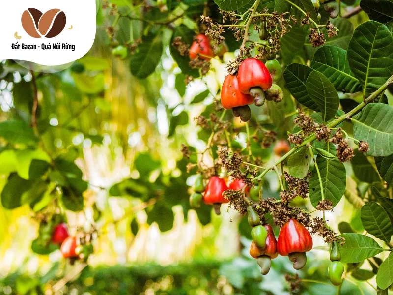 Tác Dụng Phụ Và Những Lưu Ý - Trái điều có ăn được không?